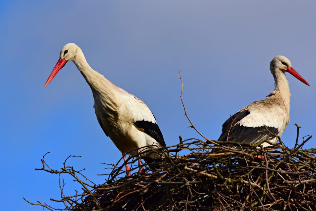 stork, bird, animal-4065453.jpg