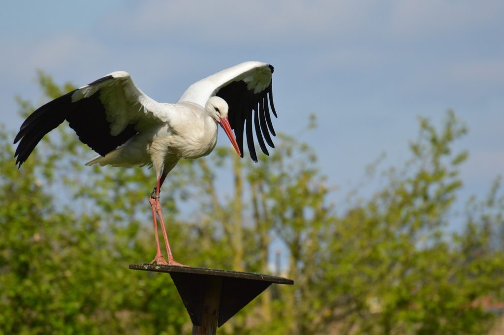 stork, flying, landing-1328051.jpg
