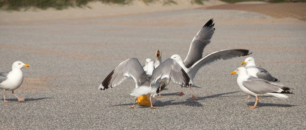 gulls, dispute, loaf-2463216.jpg